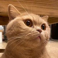 恩基爱萌萌哒的狗贼